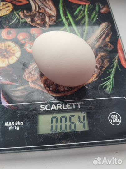 Инкубационное яйцо породных кур