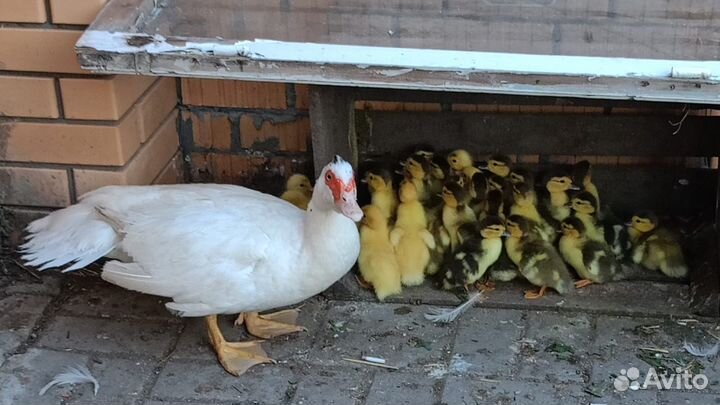 Мускусные утята