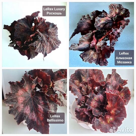 Бегония сортовая декоративная листы и взрослые