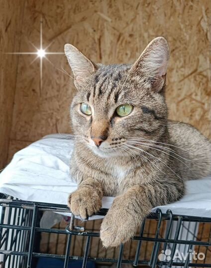Кот Иваныч