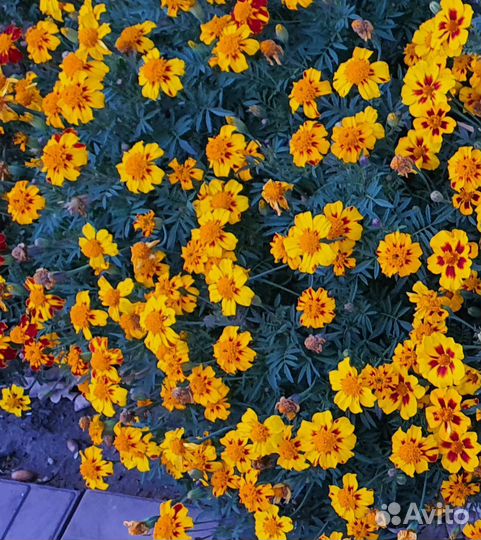 Семена бархатцев, циний, базилика, салата, кинзы