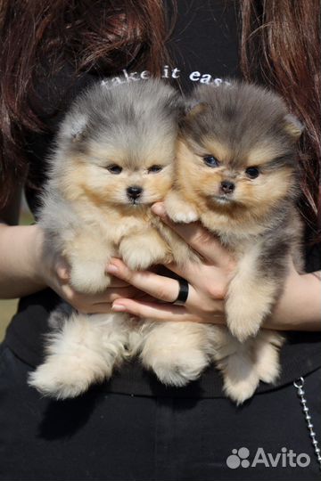 Малыши Померанского шпица в редком окрасе