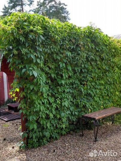 Лиана девичий виноград