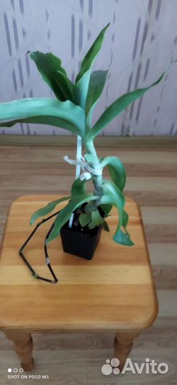 Растение золотой Ус