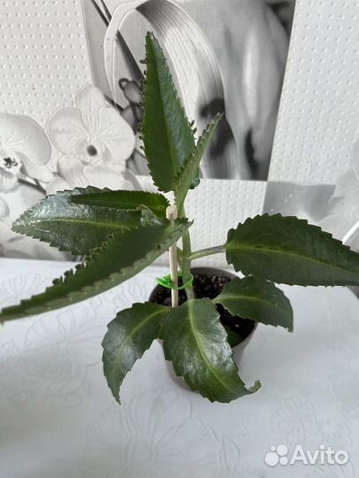 Каланхоэ лечебное