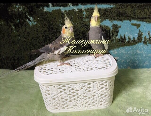 Цыплята суточные домашние, деревенские