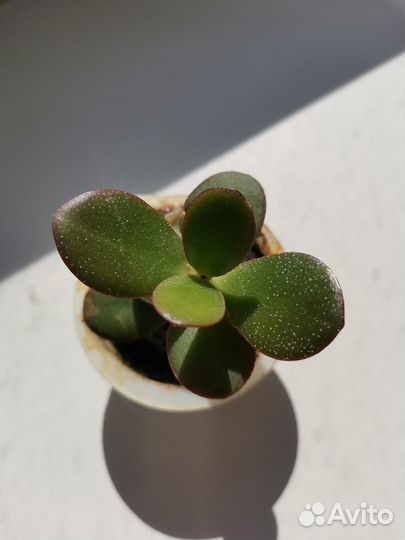 Денежное дерево толстянка