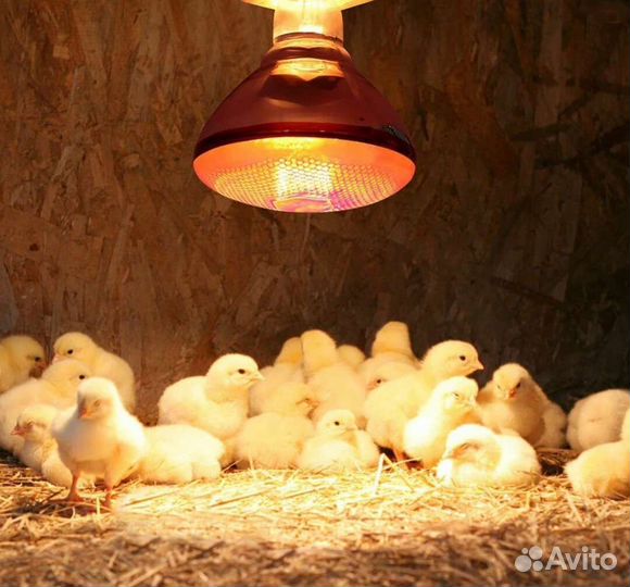 Инфракрасная лампа для обогрева домашней птицы