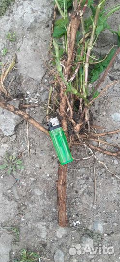 Хмель ризомы