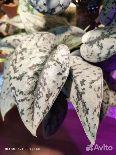 Эпипремнумы и сциндапсусы