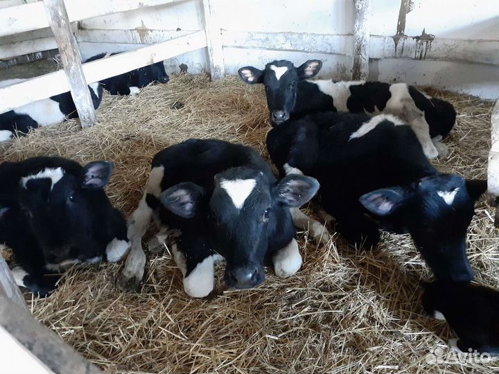 Молодые телята бычки