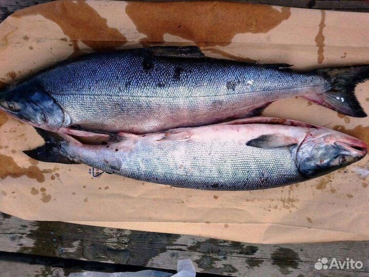 Рыба Кета псг серебро