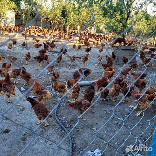 Куры редбро