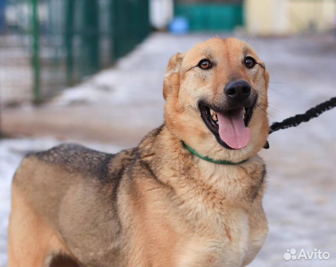 Собака Уна в добрые руки