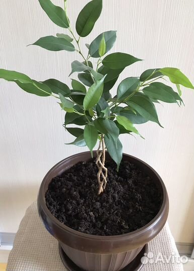 Фикус бенджамина Наташа