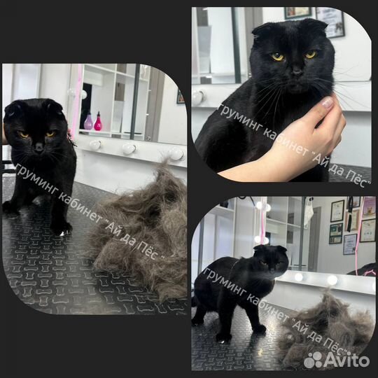 Груминг кошек Левенцовка Ростов-на-Дону