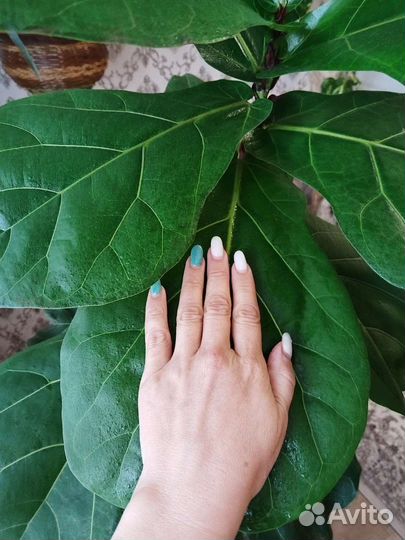 Фикус лирата большой