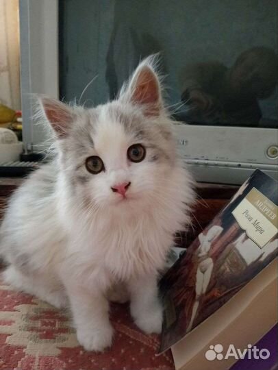 Котёнок мальчик