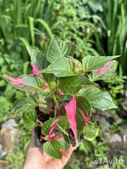 Альтернатера