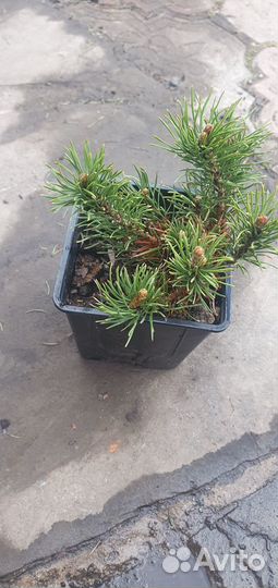 Сосна горная