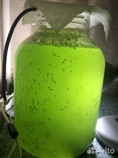 Тетраселмис