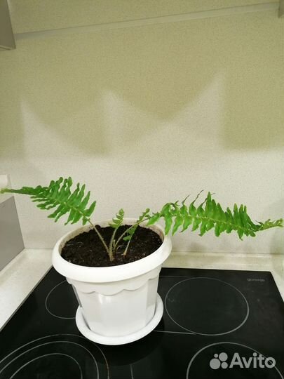 Папоротник