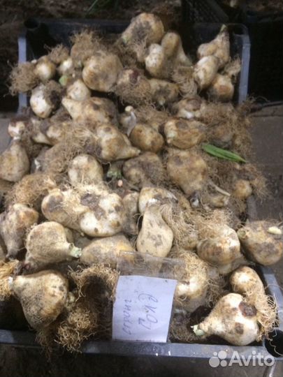 Луковицы тюльпанов после выгонки цветка