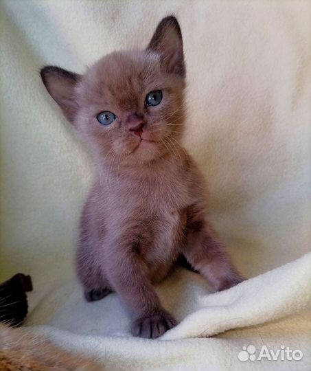 Котенок бурмы