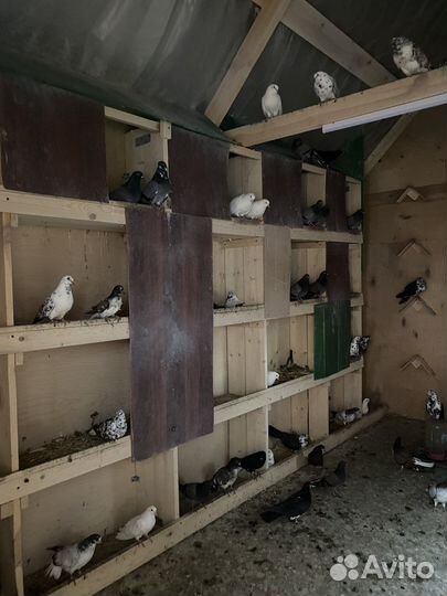 Продажа голубей