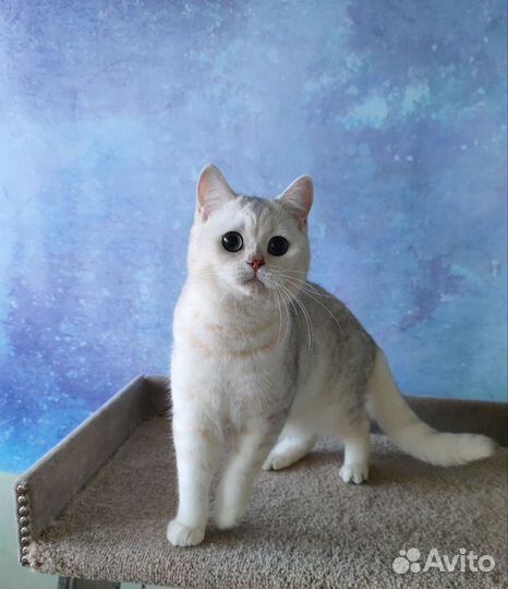 Шотландский котик