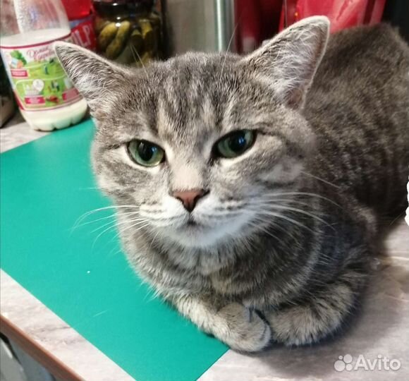 Кошка в добрые руки