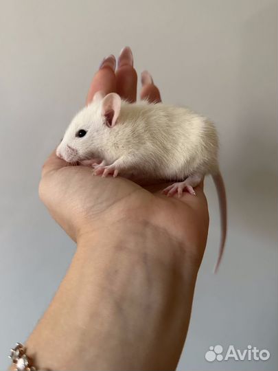 Крыса Дамбо, Крысенок Дамбо. Крыса стандарт