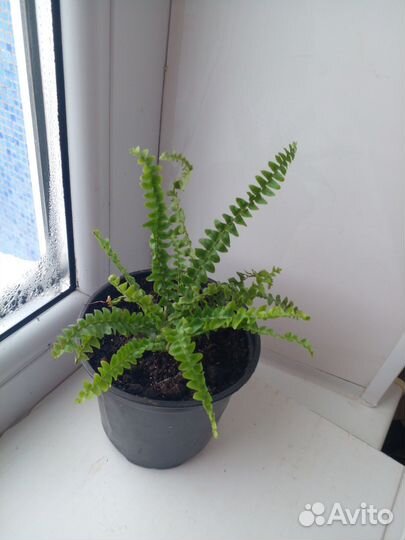 Домашние растения,цветы.колеусы и др