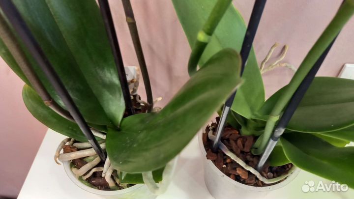 Орхидея фаленопсис