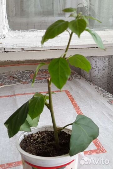 Бугенвиллия Дон Марио