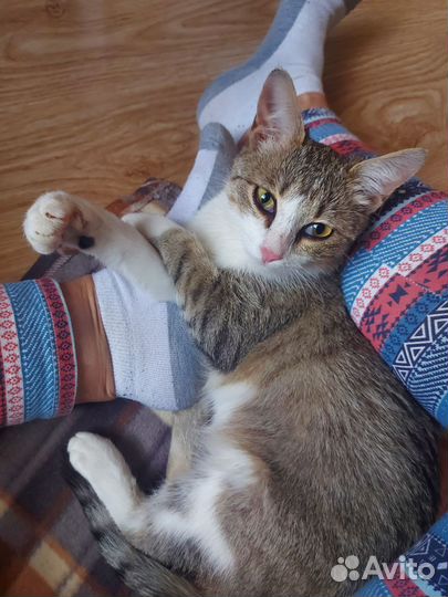 Котенок девочка в добрые руки