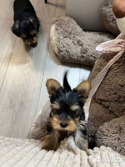 Йоркширский терьер