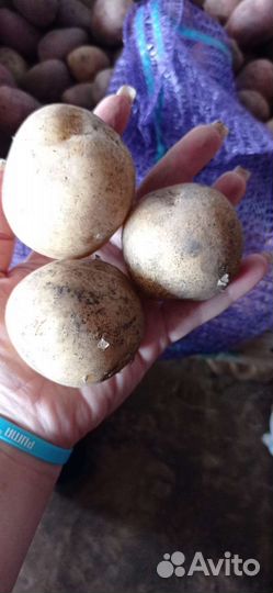 Оптовые поставщики овощей