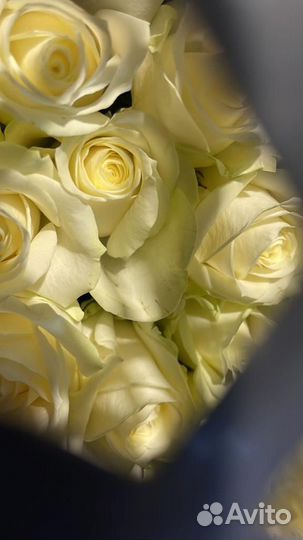 Розы с крупным бутоном 60 см