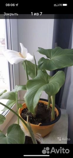 Белые каллы