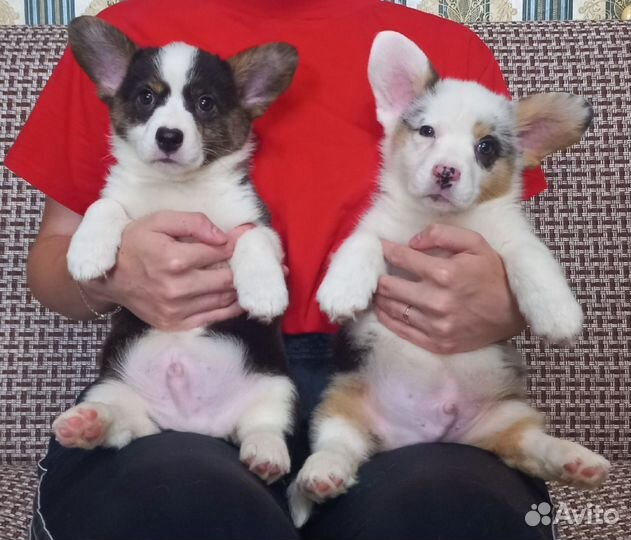 Вельш корги кардиган