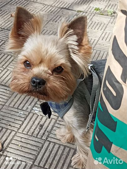 Йоркширский терьер