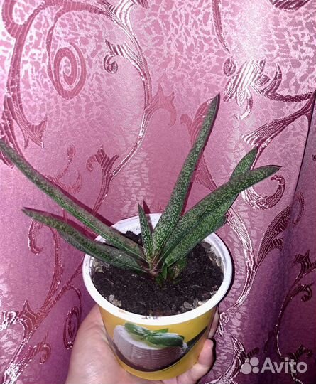 Комнатные цветы