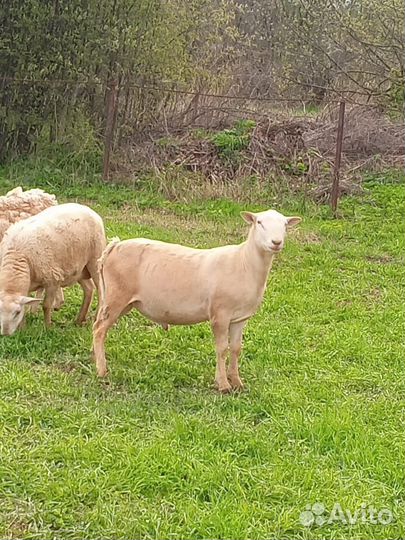 Катумский баран