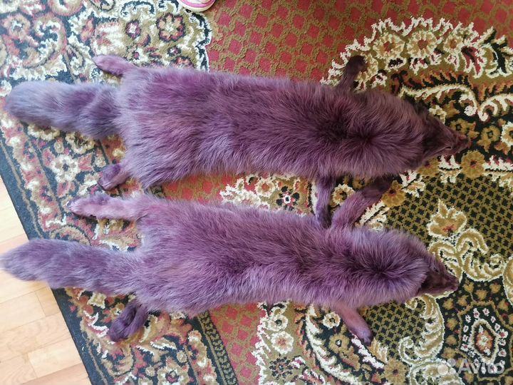 Шкурка песец