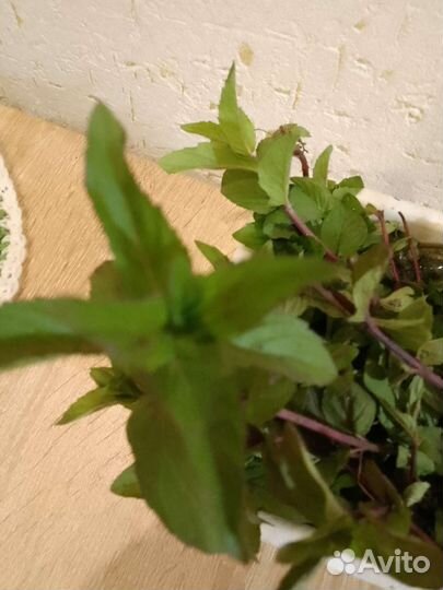 Мята отводки