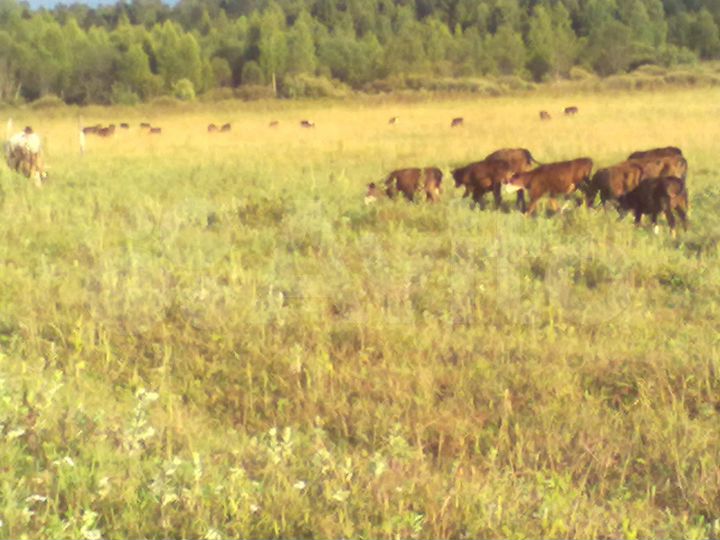 Участок 1,47 га (ИЖС)