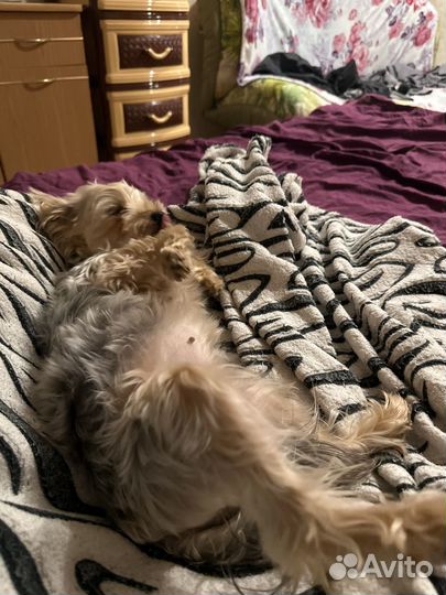 Вязка собак Йорк