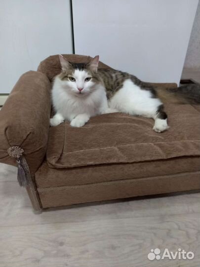 Лежанка для кошек