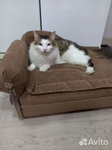 Лежанка для кошек